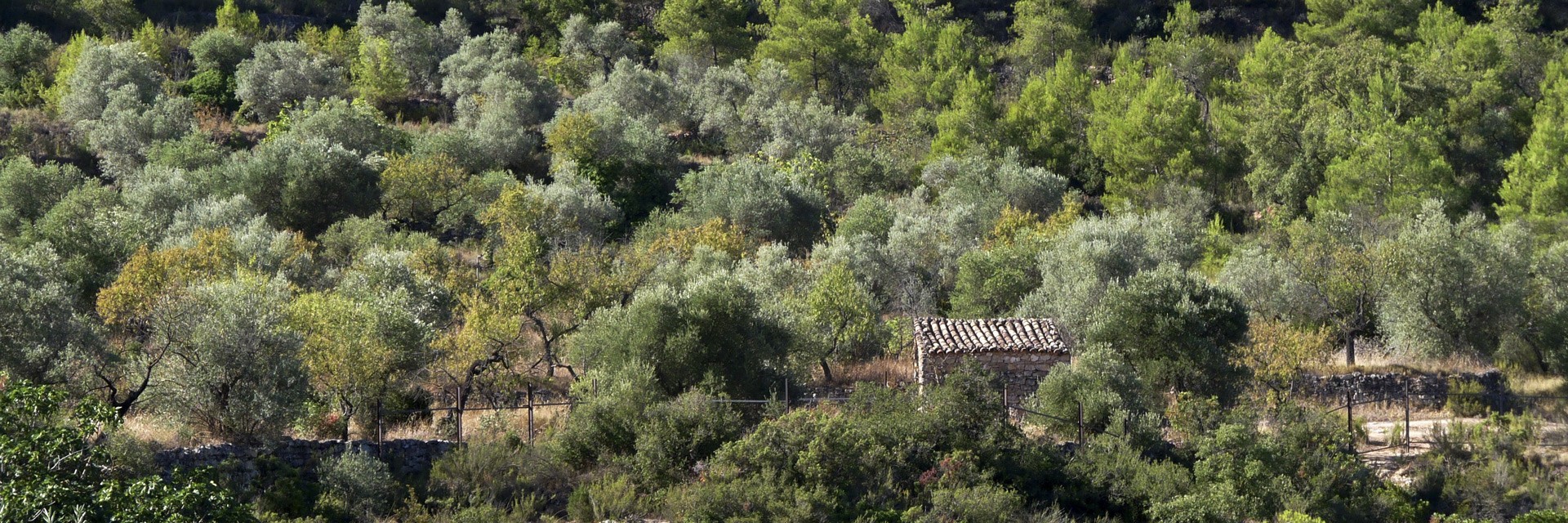 Olivar de muntanya i biodiversitat a Les Garrigues (Lleida)