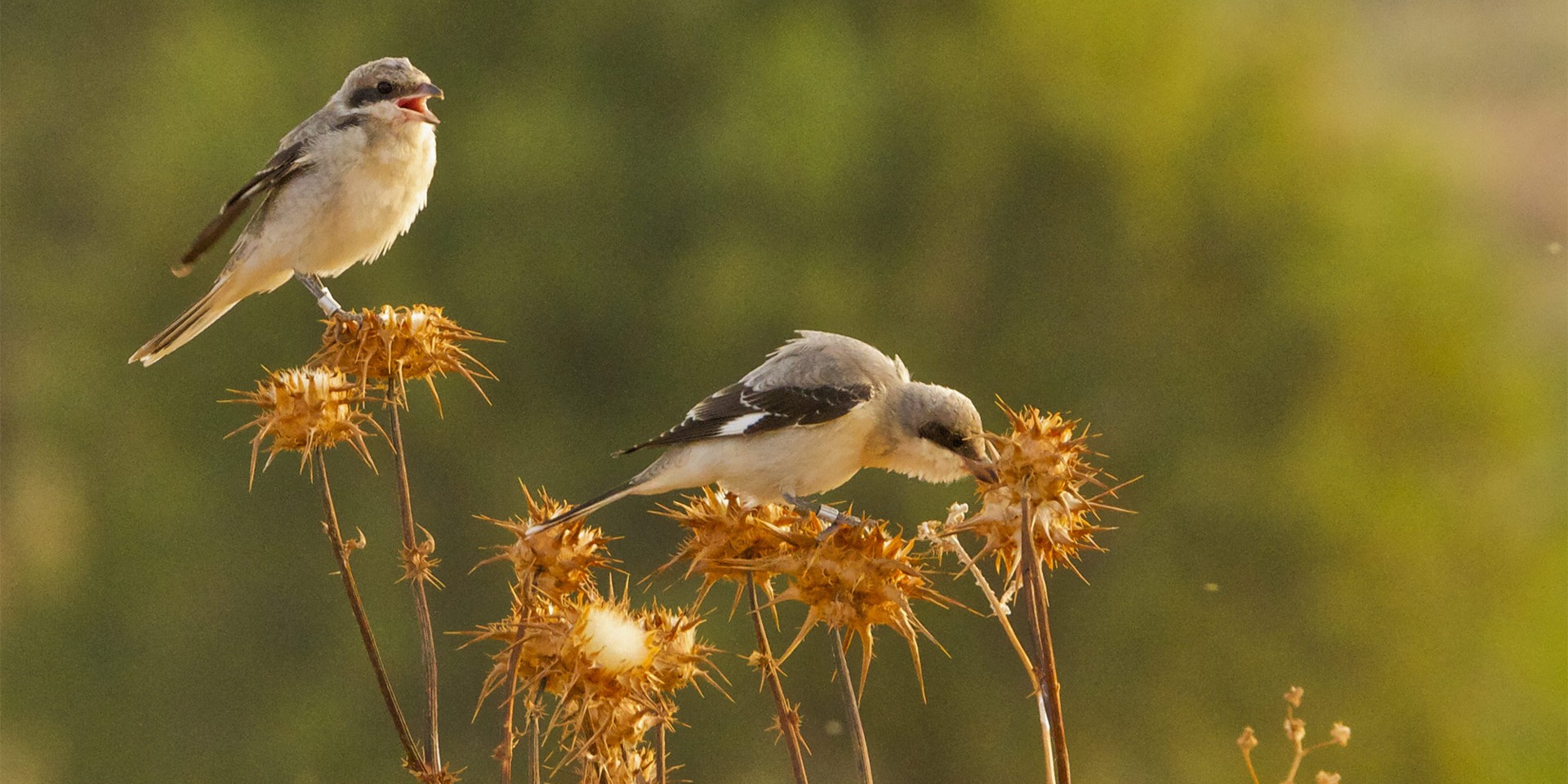 Two young individuals of lesser grey shrike (<em>Lanius minor</em>) after being released with hacking. © Trenca